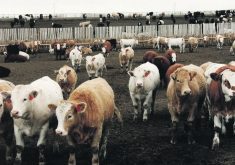 An initiative recently announced by the U.S. Department of Agriculture would allow only beef, pork and poultry from animals born, raised and slaughtered in the United States to carry the voluntary “Product of USA” label.  |  File photo