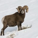 Matt Mellon, Wild Sheep Foundation Alberta president, said 18 bighorn were found dead or culled because of a confirmed case of Mycoplasma ovipneumoniae, or Movi. | Government of Alberta photo