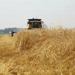 Crop condition reports for hard red winter wheat (HRWW) in Kansas and Texas show that only 17 percent of the crop is rated good to excellent as of March 12. | File photo