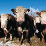 On April 5 in Saskatoon, APAS will host a livestock summit to hear from producers who are still raising cattle, sheep or bison but are worried about the challenges and economic realities of livestock. | File photo