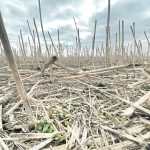 Chris Manchur, a plant pathologist with the Canola Council of Canada, said stubble clipping is an important way to catch blackleg, verticillium and even clubroot infections before they become a problem. | File photo