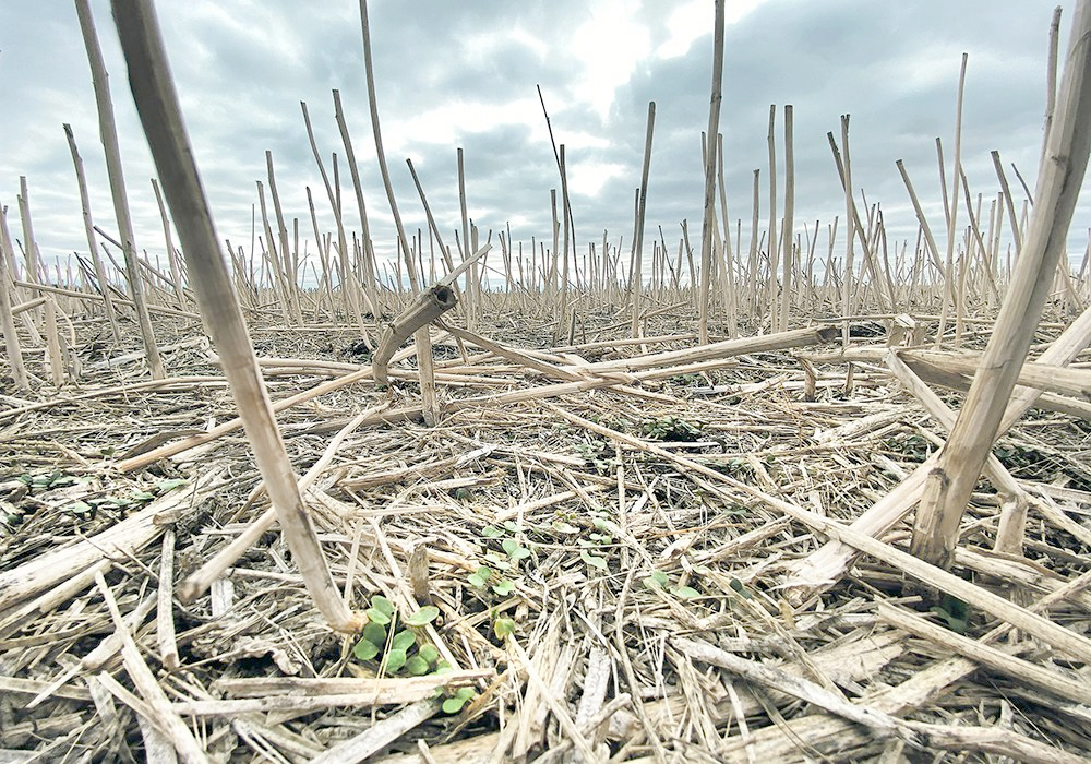 Chris Manchur, a plant pathologist with the Canola Council of Canada, said stubble clipping is an important way to catch blackleg, verticillium and even clubroot infections before they become a problem. | File photo