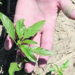 Weeds such as waterhemp that can no longer be controlled using herbicides could increase a farmer’s weed control bill to $150 per acre from $20 if they are allowed to take root in a field. | File photo