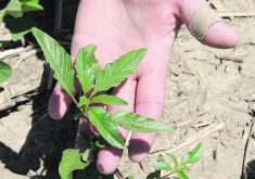Weeds such as waterhemp that can no longer be controlled using herbicides could increase a farmer’s weed control bill to $150 per acre from $20 if they are allowed to take root in a field.  |  File photo