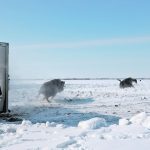 Twenty Plains bison race to their new home on the Samson Cree Nation in Alberta after being unloaded from a trailer. | Mary MacArthur photo