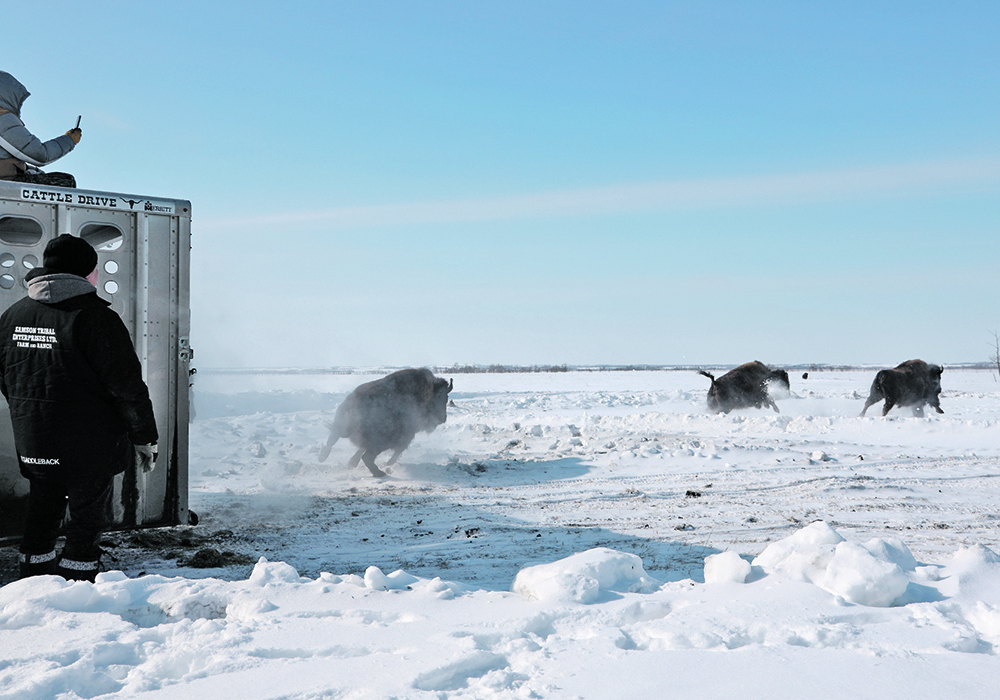 Twenty Plains bison race to their new home on the Samson Cree Nation in Alberta after being unloaded from a trailer.  |  Mary MacArthur photo