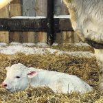 Hypothermia usually occurs in the first 24 hours, either following inclement weather during calving season or when calves are at higher risk from conditions such as dystocia or mis-mothering. | Jeannette Greaves photo