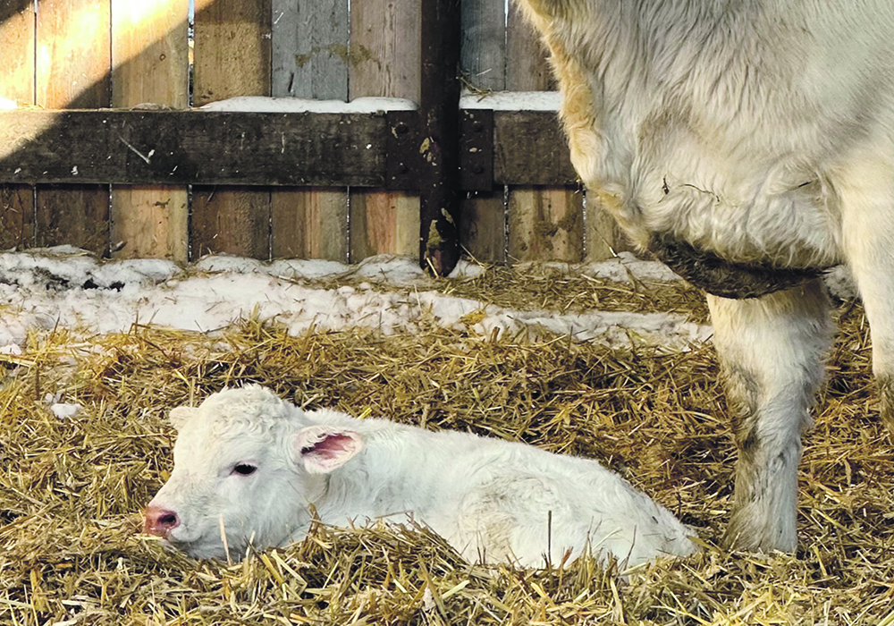 Hypothermia usually occurs in the first 24 hours, either following inclement weather during calving season or when calves are at higher risk from conditions such as dystocia or mis-mothering.  |  Jeannette Greaves photo