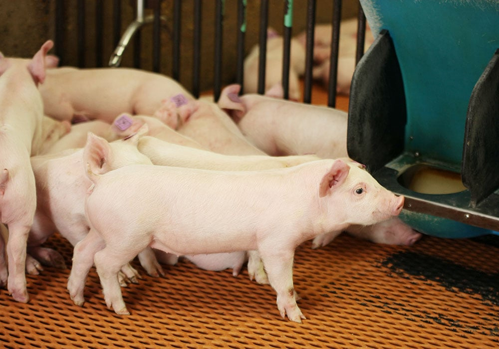 John Deen of the University of Minnesota said low birth-weight pigs bring many problems with them, including health challenges, a greater risk of becoming disease reservoirs that could affect the rest of the herd, and profitability losses because of poor results. | File photo