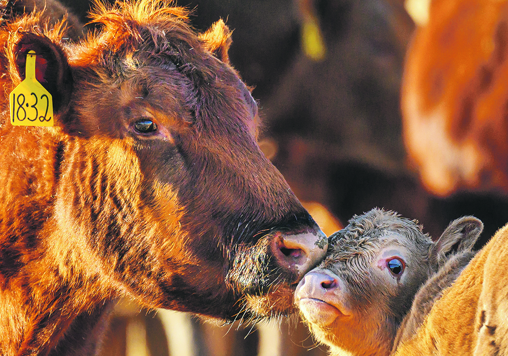 A cow’s immune system is suppressed at calving, so producers want as much energy as possible focused on immune function rather than trying to gain weight.  |  Mike Sturk