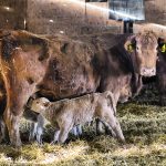Many cows that have just given birth to twins will be content with one calf and reject the second. Producers are advised to put all three together in a separate pen for a few days to make sure both calves are cared for. | Mike Sturk photo