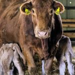 Producers can lower the risk of disease transmission by providing clean and dry bedding. | Mike Sturk photo