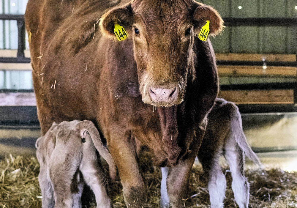 Producers can lower the risk of disease transmission by providing clean and dry bedding.  |  Mike Sturk photo