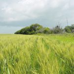 The author says her research has found that ongoing farm consolidation, increasing land concentration and expanding investor ownership of farmland is leading to more land inequality. | File photo