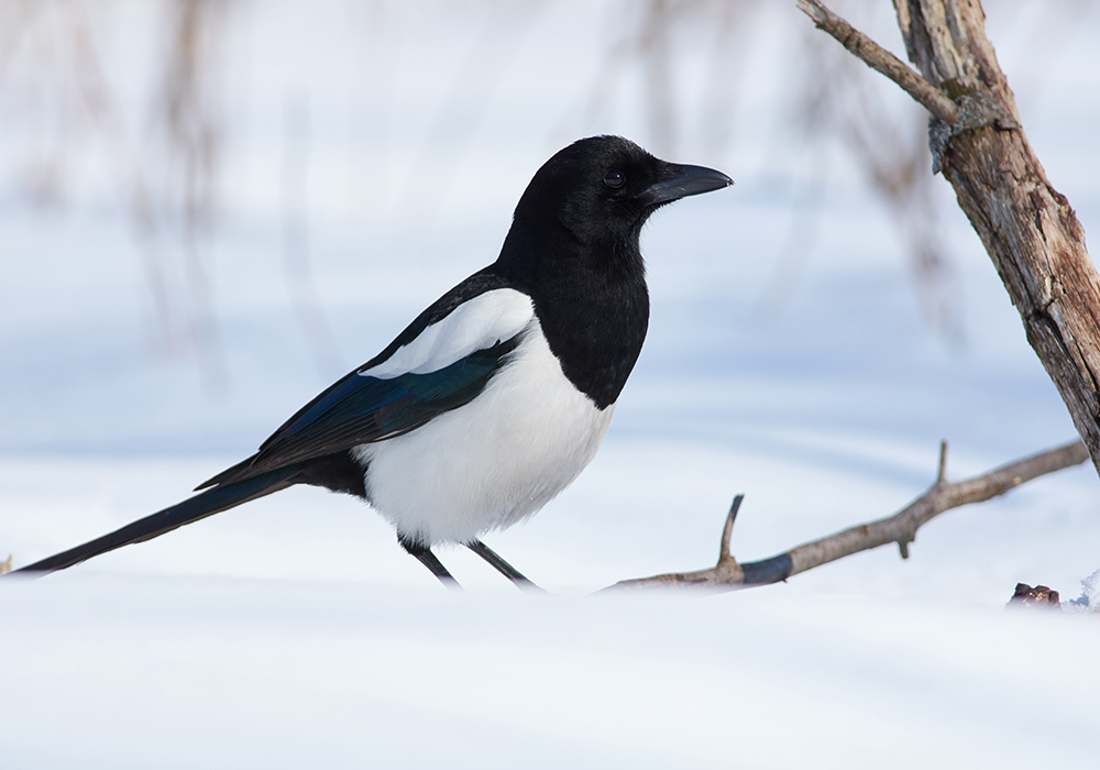 The black-billed magpie is another example of resiliency. | Getty Images