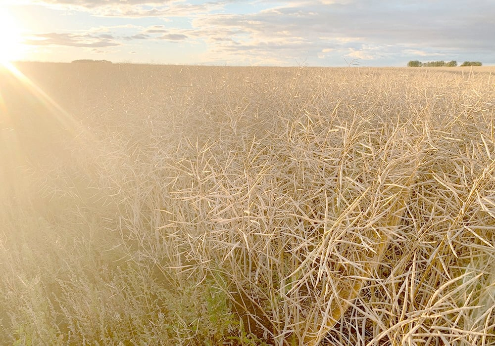 Canola, both old crop and new crop, has steadily tumbled lower in recent weeks. | File photo