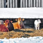 Industry leaders say the ailing sector’s best option is to produce the highest quality beef and sell it to the world’s highest-paying consumers. | Jeannette Greaves photo