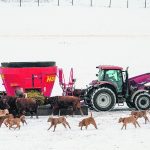 Eli Waldner feeds cows and calves in a field adjacent to the MacMillan Colony near Cayley, Alta., last month. The recent Alberta Beef Competitiveness Study has made several recommendations on how to remove barriers in the province’s beef industry. | Mike Sturk photo