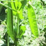 Russian peas are expected to provide stiff competition for Canada in the Chinese market once the two countries start to fully use their new trade channel. | File photo