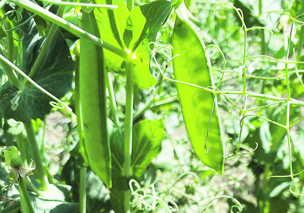 Russian peas are expected to provide stiff competition for Canada in the Chinese market once the two countries start to fully use their new trade channel.  |  File photo