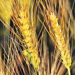 Crop conditions in the United States’ hard red winter growing area are poor again this year. | File photo