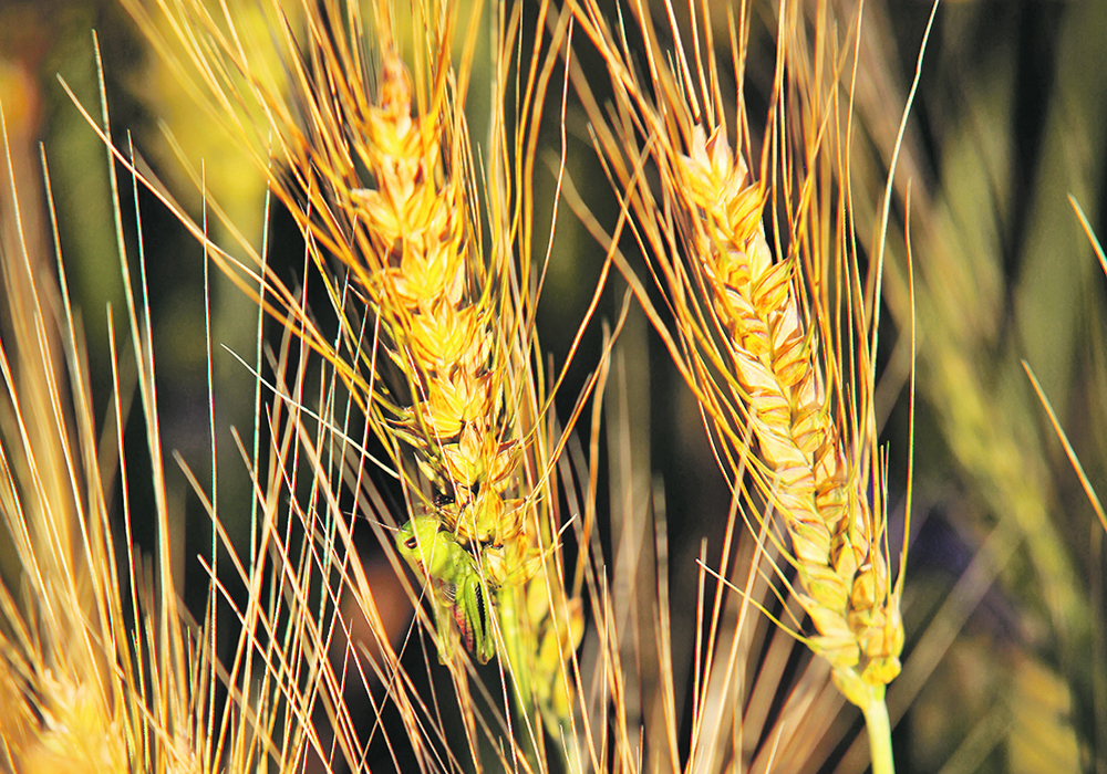 Crop conditions in the United States’ hard red winter growing area are poor again this year.  |  File photo
