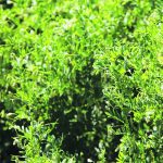 Turkey has been importing 450,000 to 500,000 tonnes of lentils the last couple of years, although that is expected to drop to 350,000 to 400,000 tonnes this year, possibly due to a strong domestic crop. | File photo