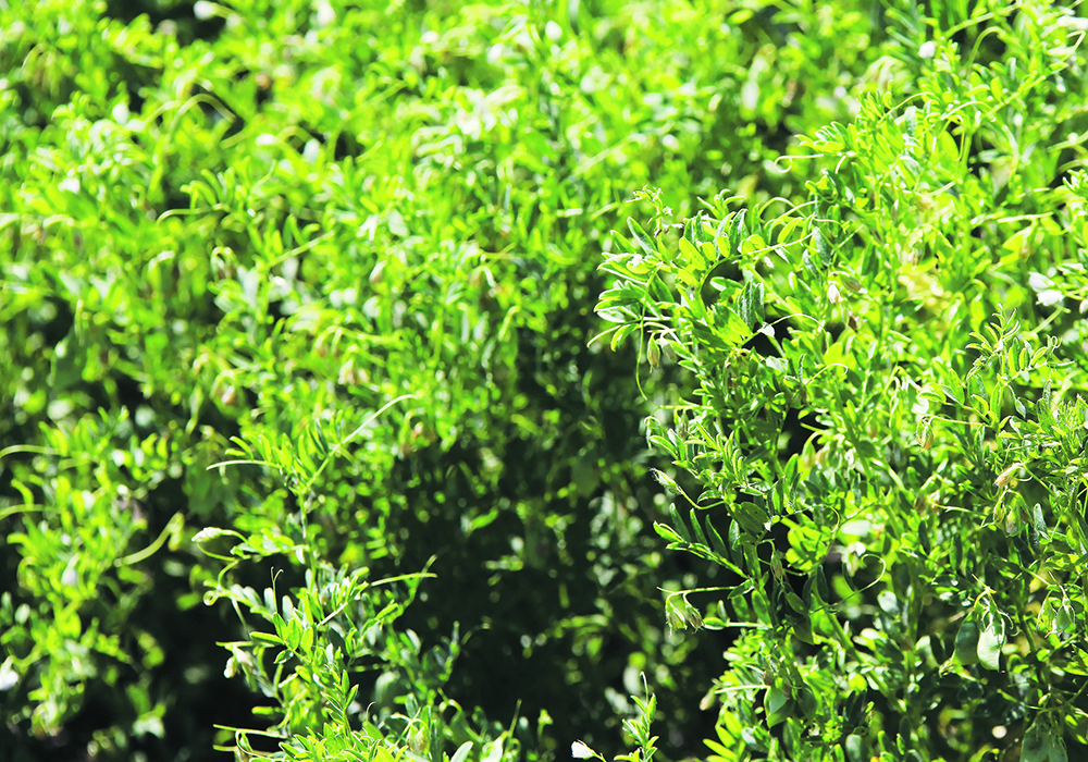 Turkey has been importing 450,000 to 500,000 tonnes of lentils the last couple of years, although that is expected to drop to 350,000 to 400,000 tonnes this year, possibly due to a strong domestic crop.  |  File photo