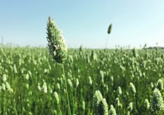 High prices could be making canary seed buyers reluctant to purchase say analysts.  |  File photo