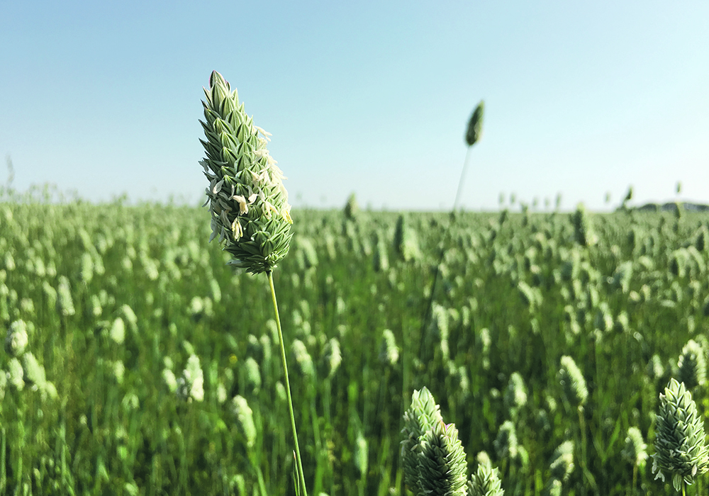 High prices could be making canary seed buyers reluctant to purchase say analysts.  |  File photo