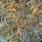 Vivek Agrawal, director of JLV Agro, a commodity brokerage firm based in Pune, India, thinks India will import 100,000 to 200,000 tonnes more lentils than usual in 2023-24. | File photo