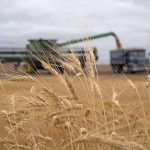 Morocco imported 677,977 tonnes of Canadian durum in 2022, second only to Italy’s purchases of 728,242 tonnes. Algeria ranked third with 571,148 tonnes. Algeria and Tunisia are experiencing a decline in vegetative conditions in almost every region compared to last year. | File photo