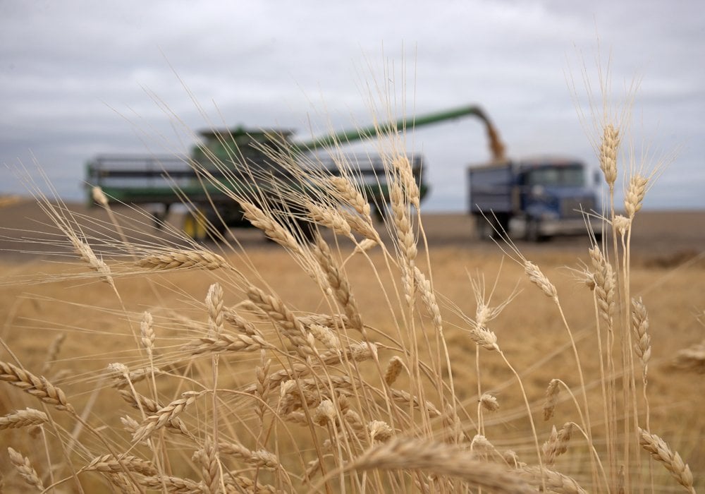 Morocco imported 677,977 tonnes of Canadian durum in 2022, second only to Italy’s purchases of 728,242 tonnes. Algeria ranked third with 571,148 tonnes. Algeria and Tunisia are experiencing a decline in vegetative conditions in almost every region compared to last year. | File photo