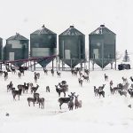 Iver Johnson, who farms near Dundurn, Sask., says there are as many as 500 deer within one and a half kilometres of his farmyard. | Iver Johnson photo