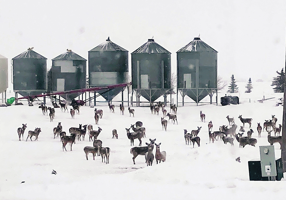 Iver Johnson, who farms near Dundurn, Sask., says there are as many as 500 deer within one and a half kilometres of his farmyard.  |  Iver Johnson photo