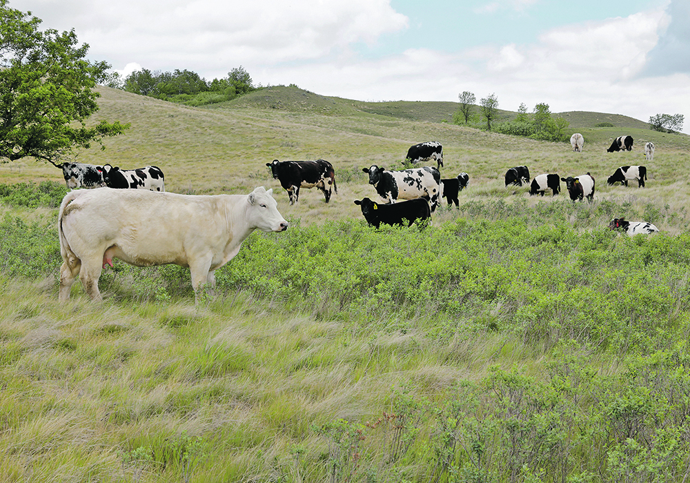The On Farm Climate Action Fund provides incentives to encourage producers to adopt best management practices such as rotational grazing.  |  Reuters/Valerie Zink photo