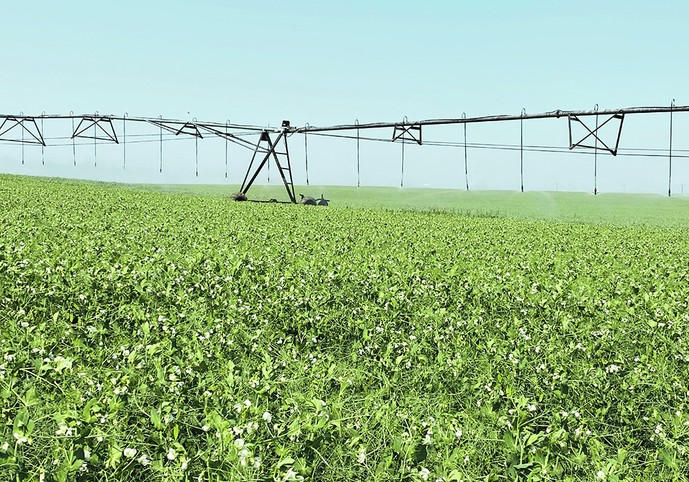 The latest Water Supply Outlook for Alberta report expects the Bow River basin to run much below to below average for runoff this year, while the Milk and Oldman river basins are expected to be in the below average to average range.  |  File photo