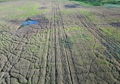 Images taken from a drone show trampling damage done to a pea crop by elk.  |  Photo supplied by Markus Weber/LandView