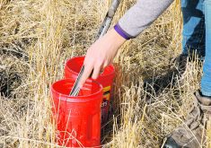 After a dry year, ensure your soil-sampling contractor samples to 60 centimetres (24 inches). Ideally, you want samples divided into zero to 15 cm and 15 to 60 cm depths. This is because unused nitrate will move downward with soil moisture.  |  File photo