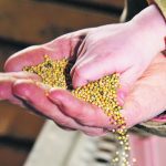 A sample of off-colour oilseeds collected by a pedigreed seed farm’s colour sorting equipment. Skyler Anderson of Starquest Farms at Hazlet Sask. says a colour sorter is a key piece of equipment for modern cleaning facilities. “If you are in the seed cleaning business, I wouldn’t skip any pieces of equipment and only buy quality stuff.” | File photo