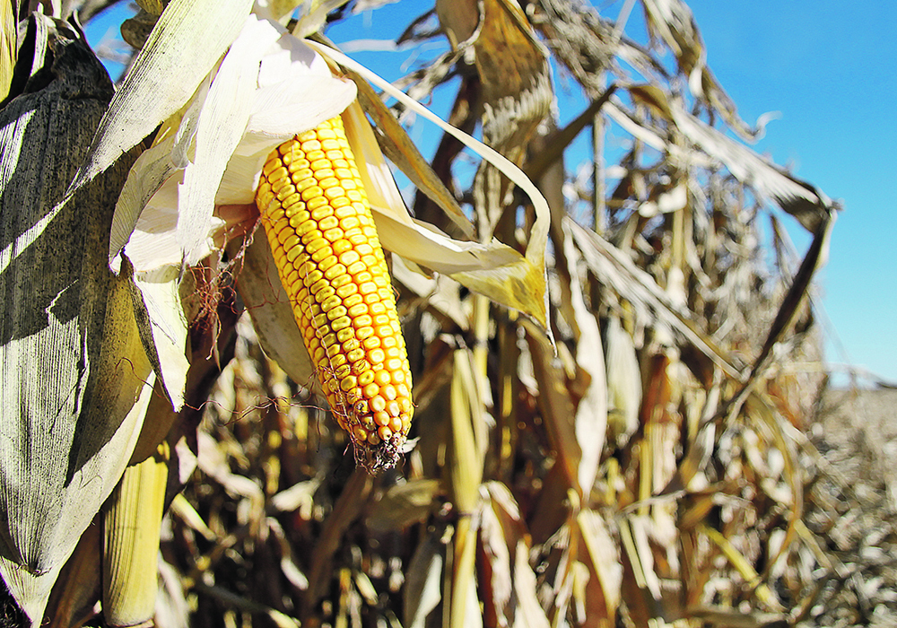 More than three quarters of corn and soybean seeds are sold by four companies, according to data cited by USDA. | File photo