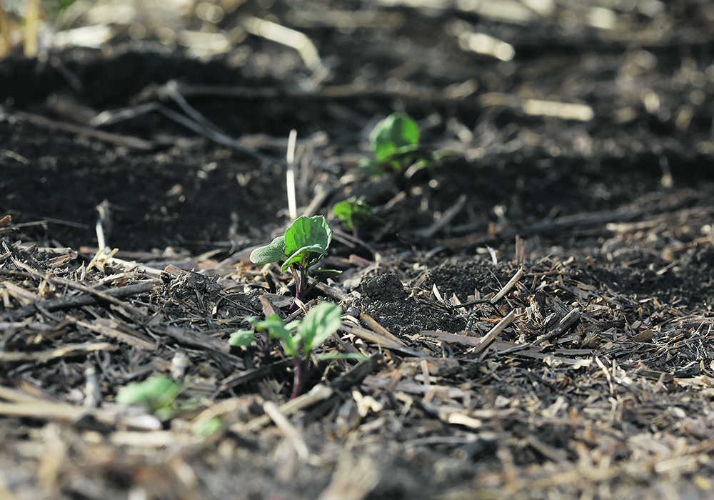Project activities and services provided to qualified enterprises will be in technologies related to soil health, horticultural and field crop production, among others. | File photo