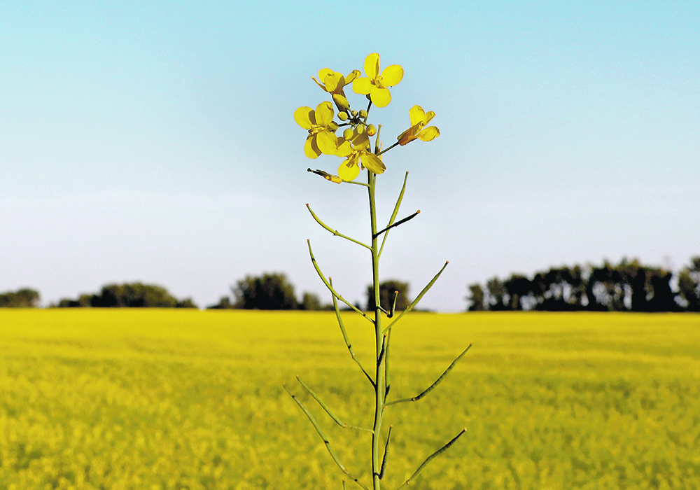 “We’re seeing an exit of money from the long side of the market over the last month or so,” said Ken Ball, canola analyst with PI Financial. | File photo