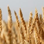 It’s worth thinking about the things we ignore, which tend to be the things that are going well. Much of that for us involves the western Canadian crop markets. | File photo