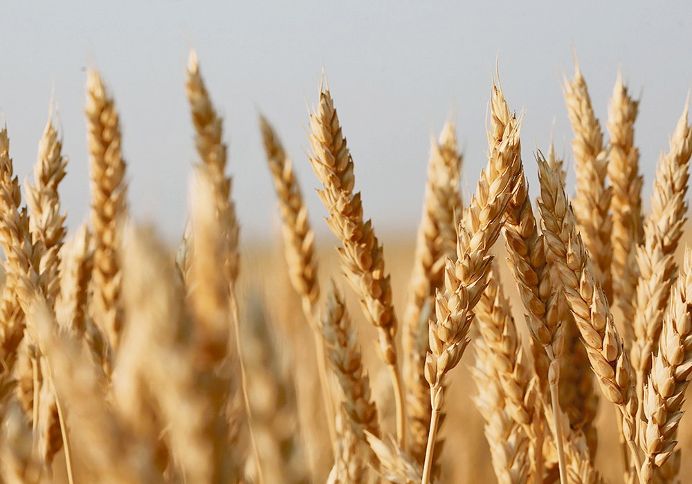 It’s worth thinking about the things we ignore, which tend to be the things that are going well. Much of that for us involves the western Canadian crop markets. | File photo