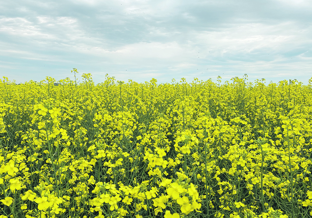 Chuck Penner from LeftField Commodity Research expects canola acres will be up three percent from last year.  |  File photo
