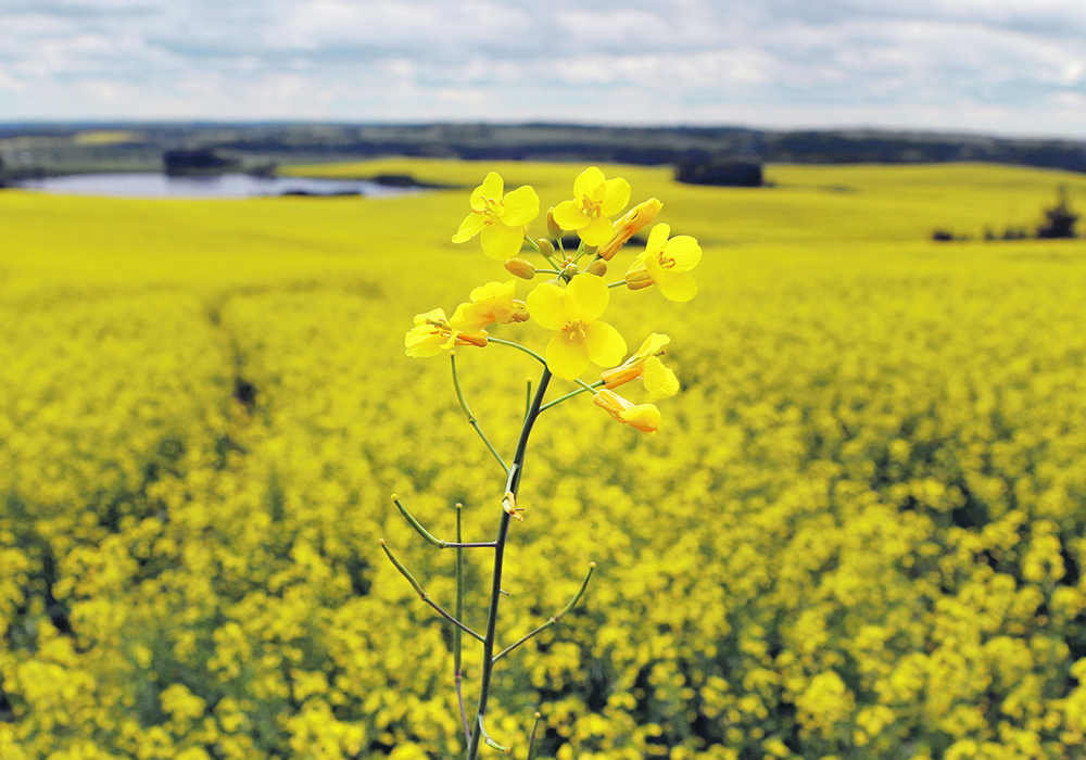 Even though canola has a long-established futures market and corresponding options contracts, it’s more difficult to achieve new-crop pricing certainty than it is with mustard, a small acreage speciality crop with no futures trading. | File photo