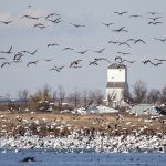 The prevailing theory on how the virus spreads is based on water and ground being contaminated by infected wild birds. | File photo
