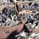 Oyster mushrooms are boxed up at Woodland Mushrooms in Edmonton. | Jack Martin photo