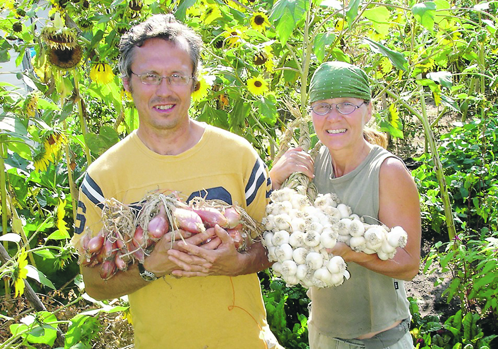Wally Satzewich and Gail Vandersteen harvest onions and garlic in a backyard market garden plot.  | SPIN Farming photo